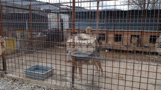 С благотворителна куиз вечер в Перник ще бъдат събрани средства за нова апаратура за Общинския приют за безстопанствени кучета