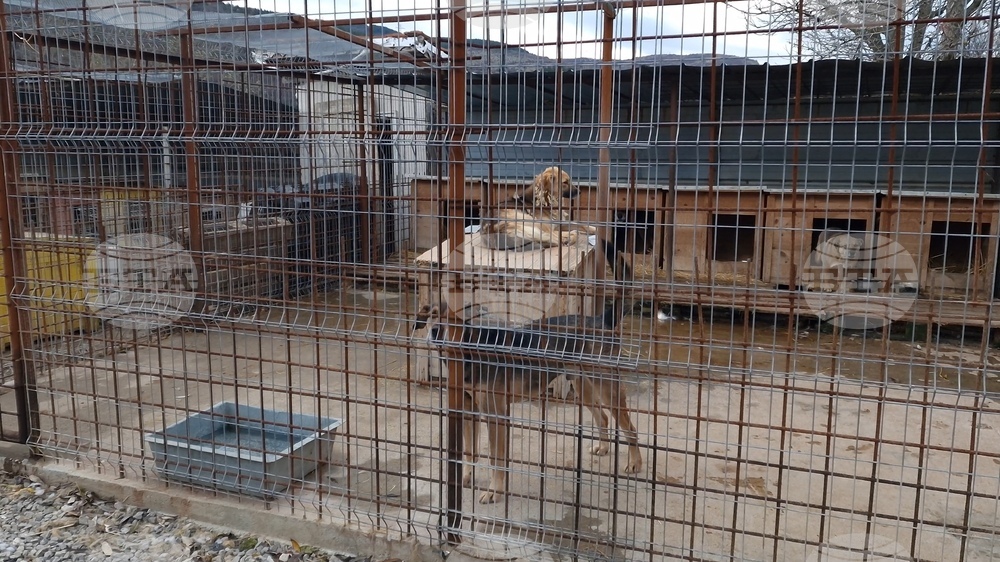 Перник - Общински приют за безстопанствени кучета - нова амбулатория