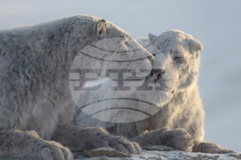 TV-Prehistoric Planet