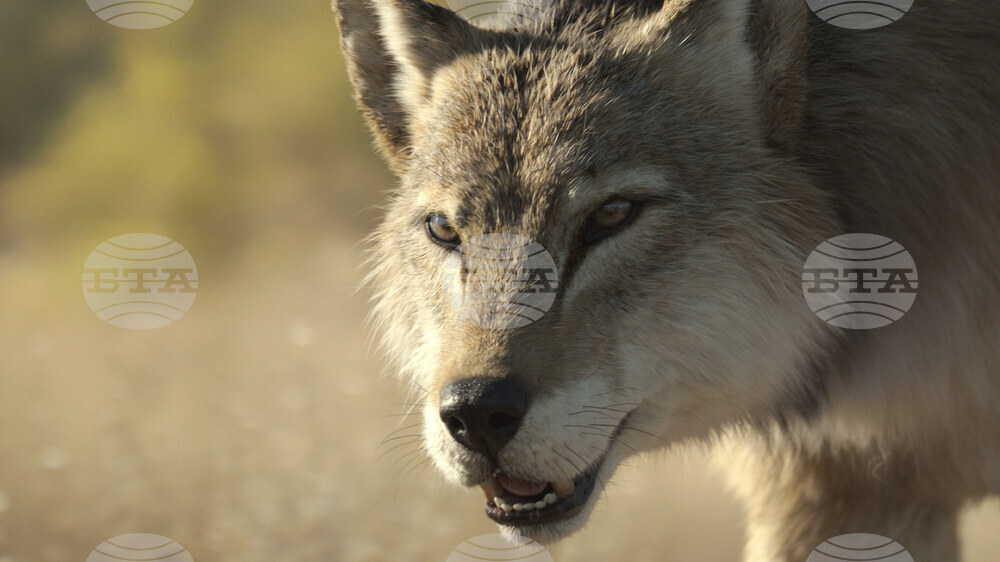 TV-Prehistoric Planet