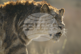 TV-Prehistoric Planet