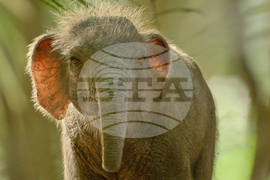 TV-Prehistoric Planet