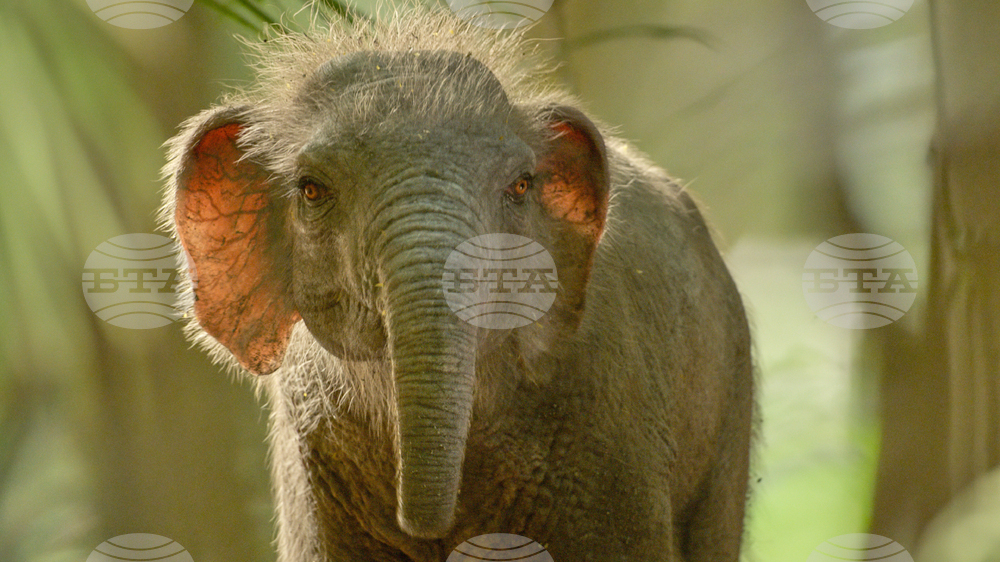 TV-Prehistoric Planet