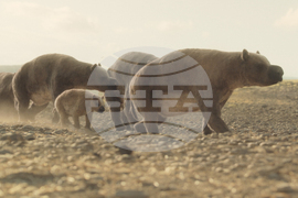 TV-Prehistoric Planet