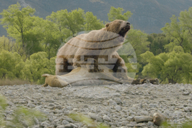 TV-Prehistoric Planet