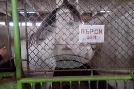 Столична дирекция на вътрешните работи - конна полиция - брифинг