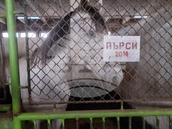 Столична дирекция на вътрешните работи - конна полиция - брифинг