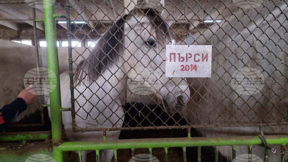 Столична дирекция на вътрешните работи - конна полиция - брифинг