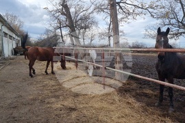 Столична дирекция на вътрешните работи - конна полиция - брифинг