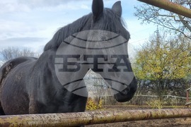 Столична дирекция на вътрешните работи - конна полиция - брифинг