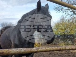 Столична дирекция на вътрешните работи - конна полиция - брифинг