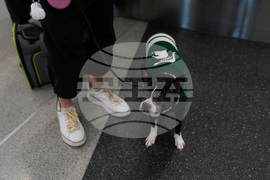 Holiday Travel Chicago