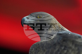 Germany Champions League Soccer