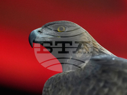 Germany Champions League Soccer