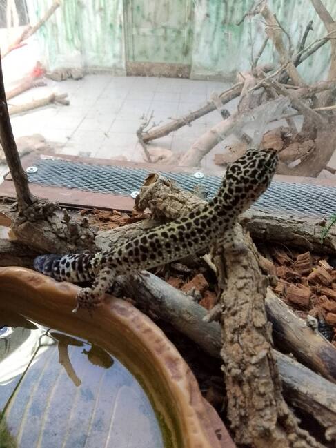 Агенция „Митници“: Спасени от контрабанда екзотични животни предаде Агенция „Митници“ на терариума в Минерални бани