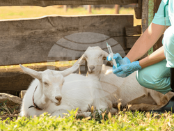 Снимка: Български ветеринарен съюз