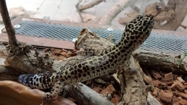 Контрабанда на леопардови гекони, корали и бивни от морж са предотвратили митническите служители на българската граница 