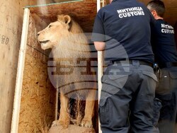 контрабанда на екзотични животни 