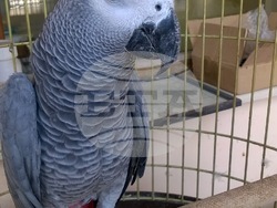 контрабанда на екзотични животни 