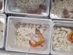 контрабанда на екзотични животни 