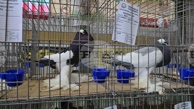 В национална изложба на гълъби в Ловеч се представят 84 изложители с близо 1100 птици