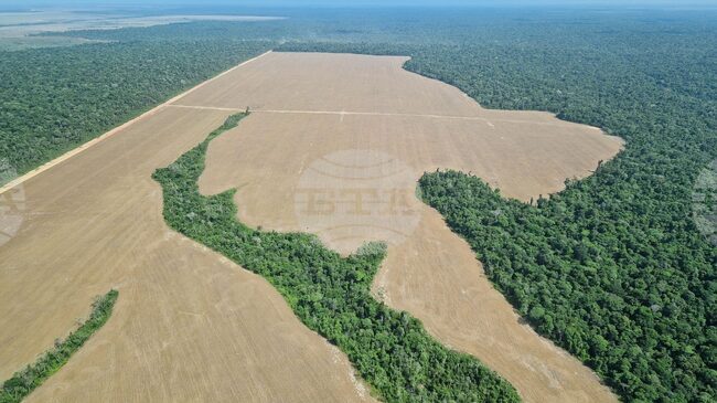 Европейски нюзрум: втори удар - Законът на ЕС за обезлесяването е изправен пред ново препятствие, а бизнесът предупреждава за икономически последици