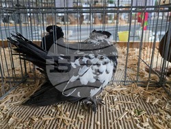 Ловеч - национална изложба - гълъби