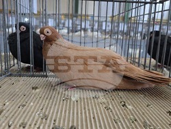 Ловеч - национална изложба - гълъби