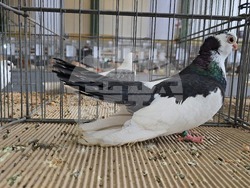 Ловеч - национална изложба - гълъби