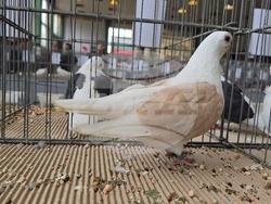 Ловеч - национална изложба - гълъби