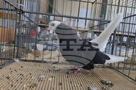 Ловеч - национална изложба - гълъби