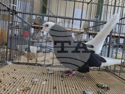 Ловеч - национална изложба - гълъби