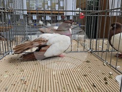 Ловеч - национална изложба - гълъби