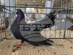 Ловеч - национална изложба - гълъби