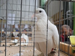 Ловеч - национална изложба - гълъби
