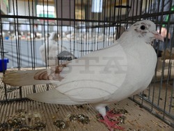 Ловеч - национална изложба - гълъби