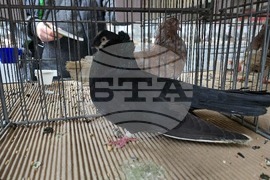 Ловеч - национална изложба - гълъби