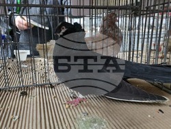 Ловеч - национална изложба - гълъби