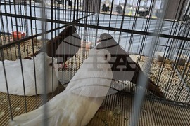 Ловеч - национална изложба - гълъби