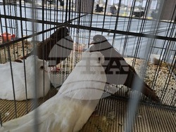 Ловеч - национална изложба - гълъби