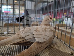 Ловеч - национална изложба - гълъби