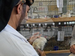 Ловеч - национална изложба - гълъби