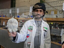 Ловеч - национална изложба - гълъби