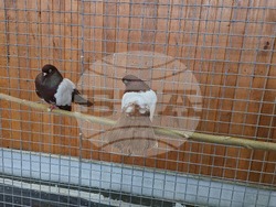 Ловеч - национална изложба - гълъби