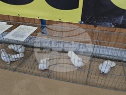 Ловеч - национална изложба - гълъби