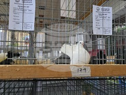 Ловеч - национална изложба - гълъби