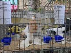 Ловеч - национална изложба - гълъби