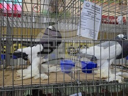 Ловеч - национална изложба - гълъби