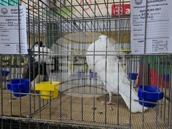 Ловеч - национална изложба - гълъби