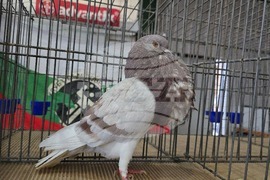 Ловеч - национална изложба - гълъби